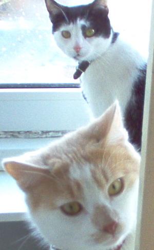 Les Chats de ma Mamie et de mon Papie