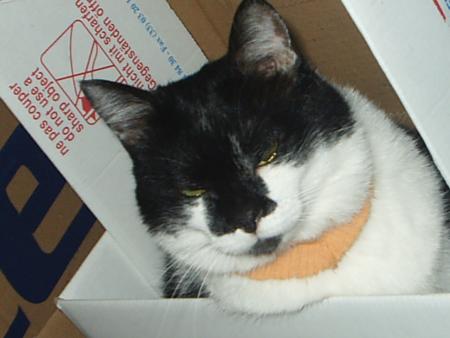 Ma chatte Mirabelle